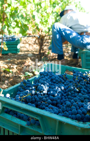 Mitarbeiter Kommissionierung schwarze Trauben vom Baum in einem Weinberg Libanon Middle East Asia Stockfoto