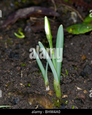 die ersten Anzeichen des Frühlings.  Schneeglöckchen schießt erscheinen Stockfoto