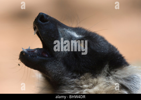 Schwarz-weiß-Ruffed Lemur (Varecia Variegata), endemisch, vom Aussterben bedrohte, IUCN 2008, Madagaskar Stockfoto