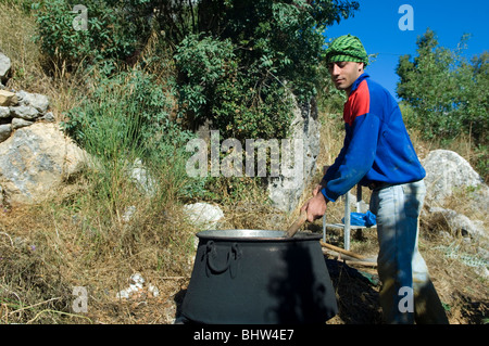 Mann, der Johannisbrotbaum Ceratoniasiliqua im Libanon Middle East Asia Stockfoto