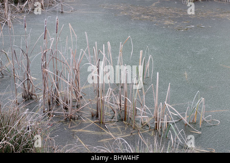 Kleinen gefrorenen See im Winter. Stockfoto