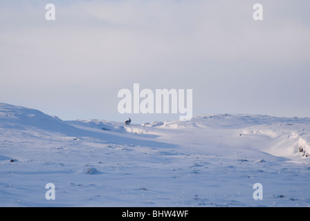 Berg Hase (Lepus Timidus) Peak District, Derbyshire, UK Stockfoto