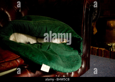 Jack Russell Hund peeping aus seinem Bau Stockfoto