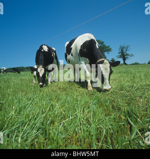 Holstein-Friesian Kühe weiden auf üppigen Rasen geteilt durch ein Elektrozaun, Devon, Juni Stockfoto