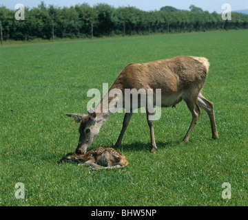 Red Deer Hind tendiert ihr neugeborenes Kalb auf der Wiese liegend Stockfoto