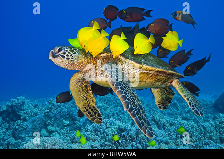 vom Aussterben bedrohten grünen Meeresschildkröten, Chelonia Mydas, gereinigt durch gelbe Tang, Doktorfisch & endemische Sattel Wrasse, Hawaii, Pazifik Stockfoto