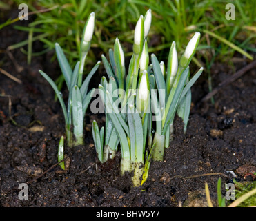 die ersten Anzeichen des Frühlings.  Schneeglöckchen schießt erscheinen Stockfoto
