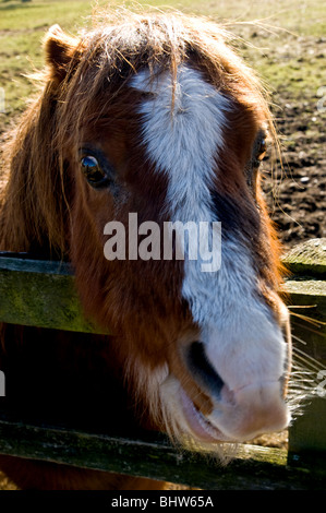 Braun kleines Pony mit Blick auf ein Tor in einem Feld. Nahaufnahme Bild von seinem Gesicht. Stockfoto