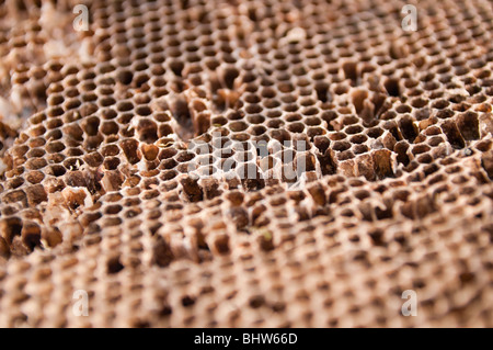 Alte Waben aus einem Bienenstock, keine Bienen drauf. Stockfoto