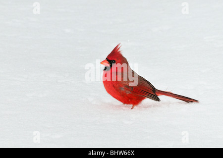 Nördlichen Kardinal männlich, Cardinalis Cardinalis, stehend im Schnee. Stockfoto