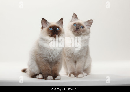 Heiligen Katze von Birma Kätzchen, 12 Wochen / Birma Stockfoto