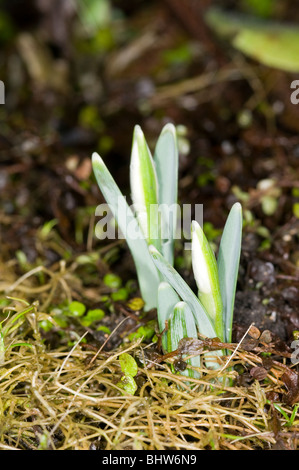 die ersten Anzeichen des Frühlings.  Schneeglöckchen schießt erscheinen Stockfoto