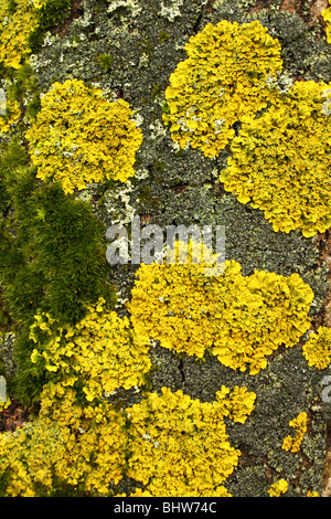 Sunburst Flechte Xanthoria Parietina auf Baumrinde Stockfoto