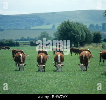 Vier Hereford Kühe mit dem Kopf nach unten Weiden auf kurzen Sommerweide, Berkshire Stockfoto