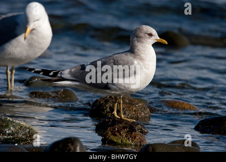 Mew Gull Larus Canus thront auf einem Felsen in Parksville Beach Vancouver Island BC Kanada im März Stockfoto