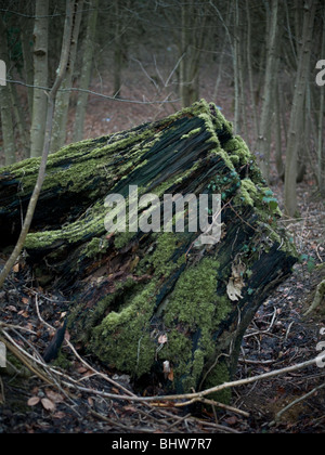 Ein Baumstumpf im Wald. Stockfoto