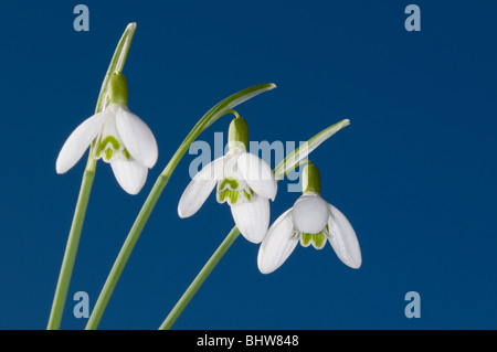 Eine Gruppe von drei Schneeglöckchen gegen einen blauen Frühlingshimmel Stockfoto