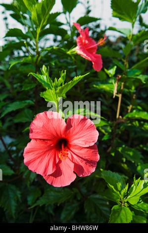 Rote Hibiskusblüten über üppigem Laub Stockfoto
