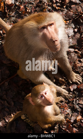 Papio Hamadryas Paviane: Vater und Sohn. Stockfoto