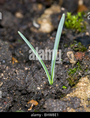 die ersten Anzeichen des Frühlings.  Schneeglöckchen schießt erscheinen Stockfoto