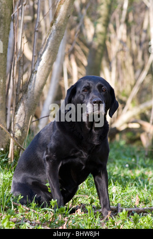 Porträt ältere schwarze Labrador sitzt im Winter Holz Stockfoto