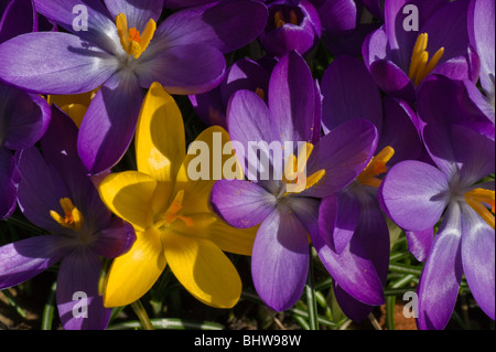 Crocus in voller Blüte Stockfoto