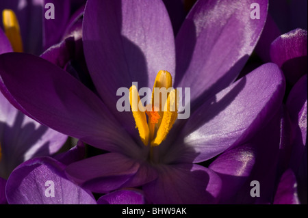 Makroaufnahme einer tief lila Krokus Stockfoto