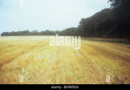 Impressionistische Spätsommer Landschaft des Feldes der goldenen Getreidestoppeln, gesäumt von dunklen grünen Wäldern unter leeren Himmel Stockfoto