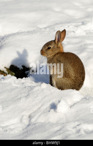 Wildkaninchen (Oryctolagus Cuniculus) sitzen auf dem Schnee in der Sonne am frühen Morgen Stockfoto