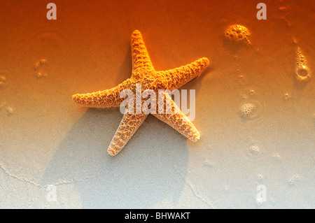 Starfish On A Beach Stockfoto