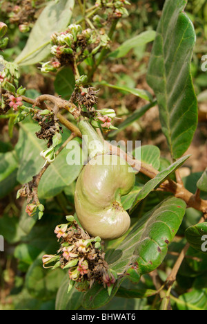 Frische reine grün Cashew-Nuss in den Baum hängen. Szene aus Kerala, Indien Stockfoto