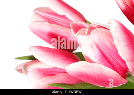 Frühlingsurlaub rosa-weiße Tulpe Blumen isoliert auf weißem Hintergrund Stockfoto