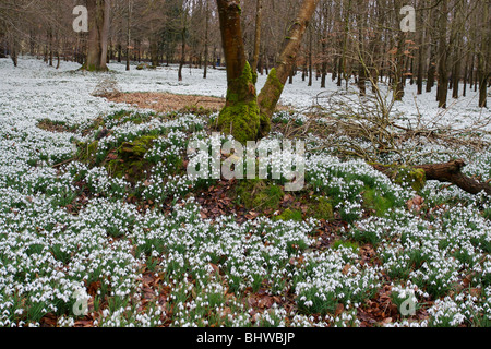 Schneeglöckchen im Wald, Welford Berkshire england Stockfoto