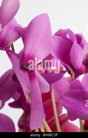 Rosa Alpenveilchen auf weißem Hintergrund von Charles Lupica Stockfoto