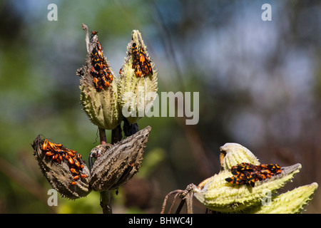 Große Milkweed Bugs Oncopeltus fasciatus ein Milkweed-Bugs in der Nymphe Natur Nahaufnahme der Vorderansicht Niemand niemand verschwommener Hintergrund Hi-res Stockfoto