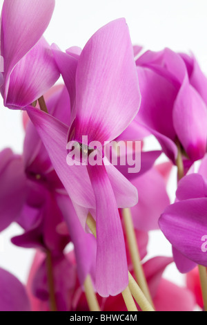 Rosa Alpenveilchen auf weißem Hintergrund von Charles Lupica Stockfoto