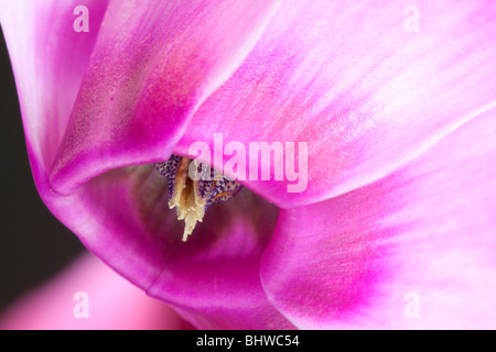 Nahaufnahme einer Alpenveilchen Blume von Charles W. Lupica. Stockfoto