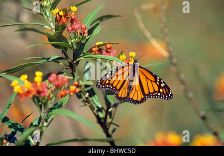 Ein Monarch posiert in Schmetterlingsgärten an Harry P Leu Gardens Orlando Florida USA Stockfoto