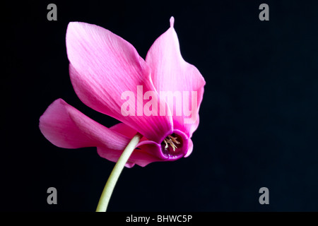 Roten Cyclamen Blume isoliert auf schwarz von Charles W. Lupica. Stockfoto