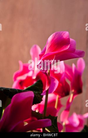 Nahaufnahme eines Cyclamen Coum rote Blume Kopfes, durch Charles Lupica Stockfoto