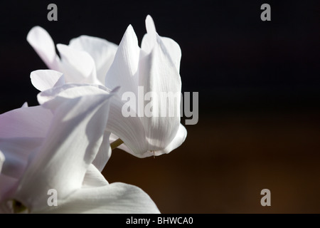 Cyclamen weiß auf schwarzem Hintergrund, durch Charles W. Lupica Stockfoto