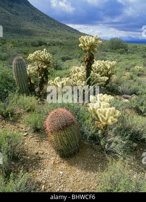 Fass, Saguaro und Teddy Bear Cholla Kaktus in der Sonora-Wüste der Saguaro-Nationalpark, Arizona Stockfoto