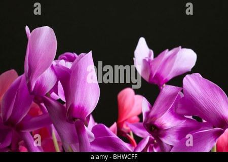 Nahaufnahme einer Alpenveilchen Blume auf schwarz von Charles W. Lupica. Stockfoto