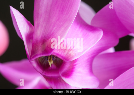 Nahaufnahme einer Alpenveilchen Blume von Charles W. Lupica. Stockfoto