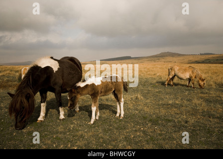 Dartmoor Ponys auf Dartmoor sind in Südwestengland verbreitet Stockfoto