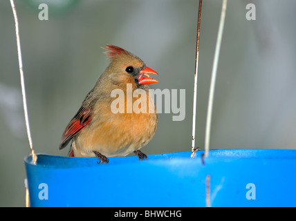 Eine nördliche Kardinal weiblich, Cardinalis Cardinalis, hocken auf einem blauen Feeder und Essen Sonnenblumenkerne in Oklahoma, USA. Stockfoto