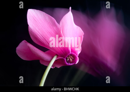 Alpenveilchen mit Motion blur auf schwarzem Hintergrund von Charles W. Lupica. Stockfoto