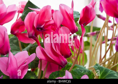 Cyclamen Coum rot auf weißem Hintergrund, durch Charles Lupica Stockfoto