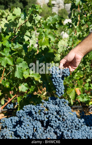 Landwirt im Weinberg arbeiten auf dem Bauernhof Libanon Nahost Asien Stockfoto