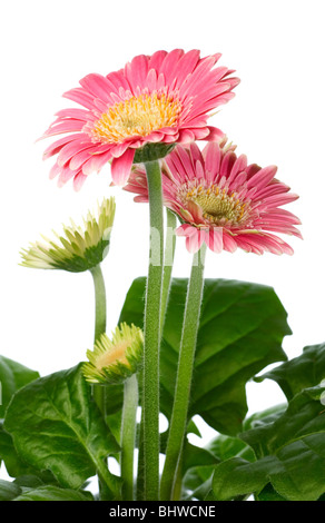 Einen Topf mit schönen rosa Gerbera Blumen isoliert auf weißem Hintergrund. Stockfoto